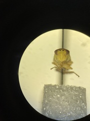 Colladonus clitellarius