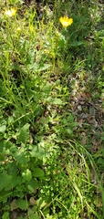 Ranunculus californicus