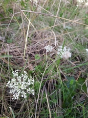 Daucus carota