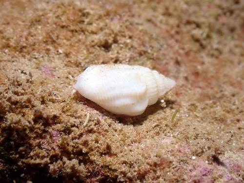 Canarium hellii observed 2023-02-11