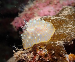 Halgerda terramtuentis