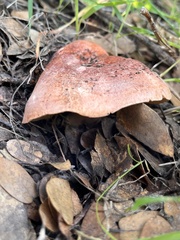 Lactarius xanthogalactus