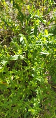 Baccharis plummerae