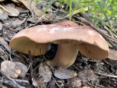 Lactarius xanthogalactus
