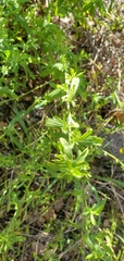 Baccharis plummerae