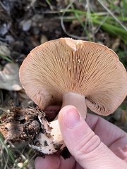 Lactarius xanthogalactus