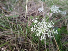 Daucus carota