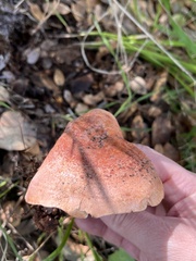 Lactarius xanthogalactus