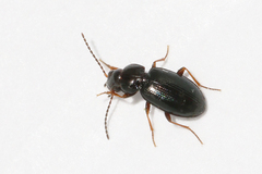 Bembidion obtusum