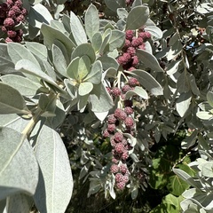 Conocarpus erectus sericeus