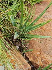 Aloe verecunda