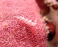 Hexabranchus