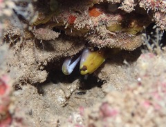 Gymnothorax rueppelliae
