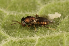 Mesopolobus tibialis