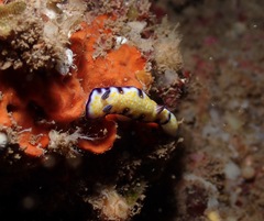 Hypselodoris imperialis