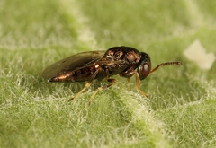 Mesopolobus tibialis
