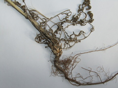 Centaurea stoebe stoebe