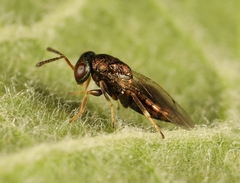 Mesopolobus tibialis