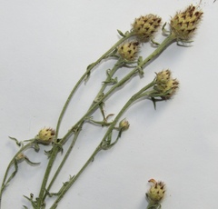 Centaurea stoebe stoebe