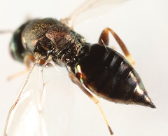 Mesopolobus tibialis