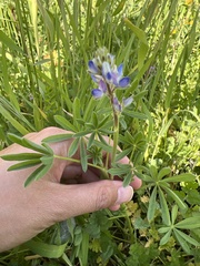 Lupinus bicolor