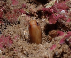 Gymnothorax melatremus