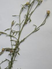 Centaurea stoebe stoebe