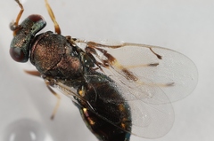 Mesopolobus tibialis