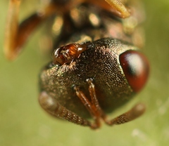 Mesopolobus tibialis