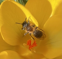Andrena bicolor