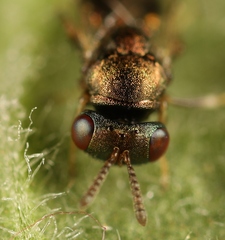 Mesopolobus tibialis