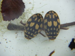 Thermonectus marmoratus