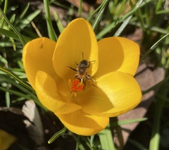 Andrena bicolor
