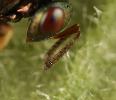 Mesopolobus tibialis