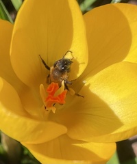 Andrena bicolor