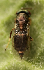 Mesopolobus tibialis