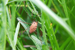 Leiobunum ventricosum