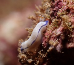 Hypselodoris peasei