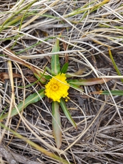 Hypochaeris sessiliflora