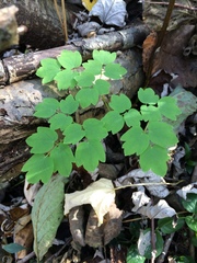 Thalictrum dasycarpum