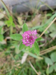 Trifolium