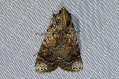 Accinctapubes apicalis