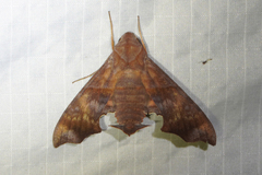 Perigonia stulta