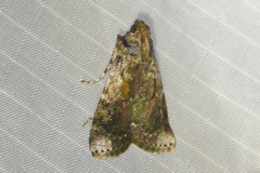 Accinctapubes apicalis