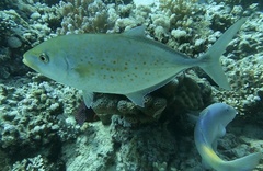 Flavocaranx bajad
