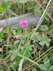 Trifolium