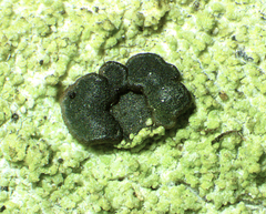 Bacidia schweinitzii