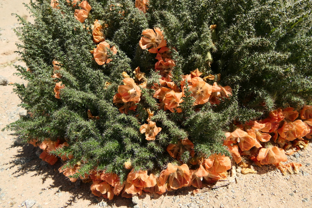 Caiophora chuquitensis × coronata