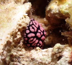 Phyllidiella pustulosa