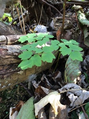 Thalictrum dasycarpum